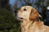 GOLDEN RETRIEVER 808